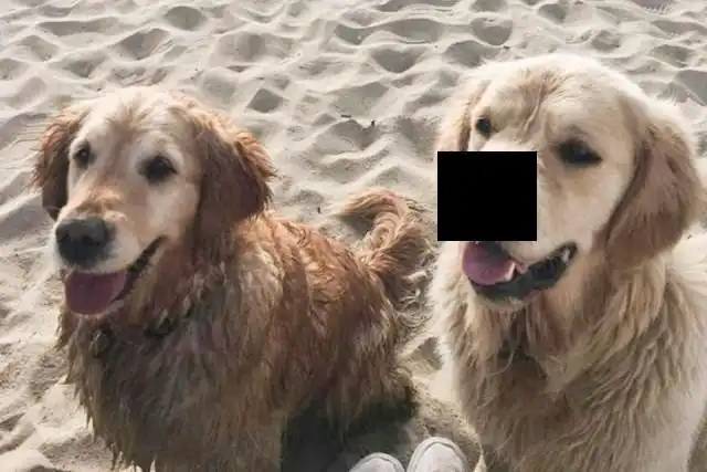 Золотистый ретривер с двойным носом