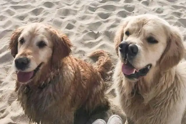 Золотистый ретривер с двойным носом