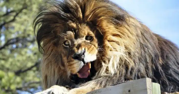 45 смешных снимков животных, которым точно недостает фотогеничности