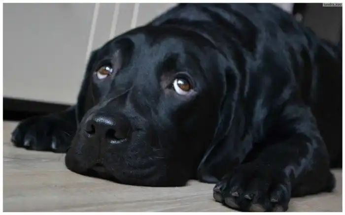 Беременная женщина просила не дарить ей собаку, и теперь вы сами можете убедиться, что из этого вышло