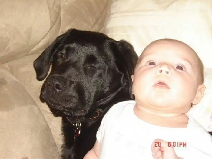 Беременная женщина просила не дарить ей собаку, и теперь вы сами можете убедиться, что из этого вышло