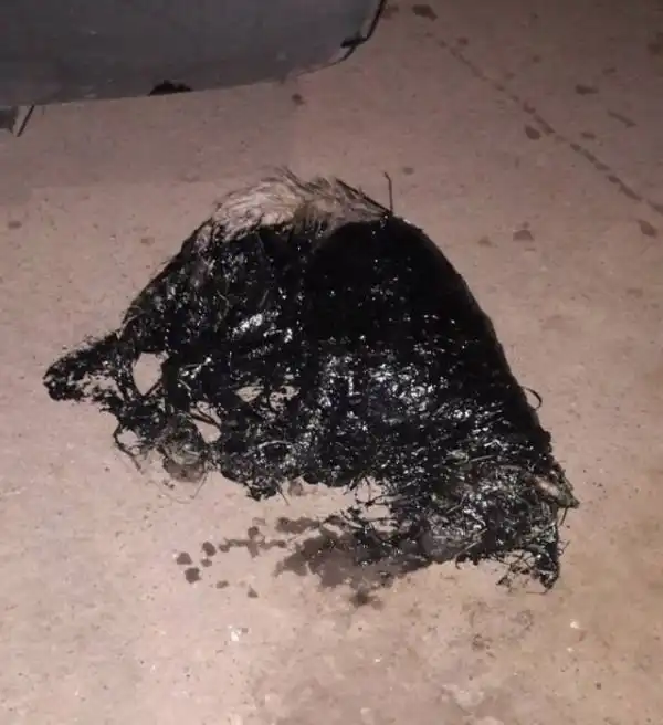 Спасение собаки