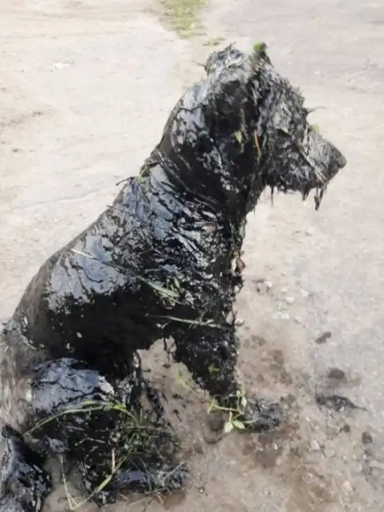 Спасение собаки