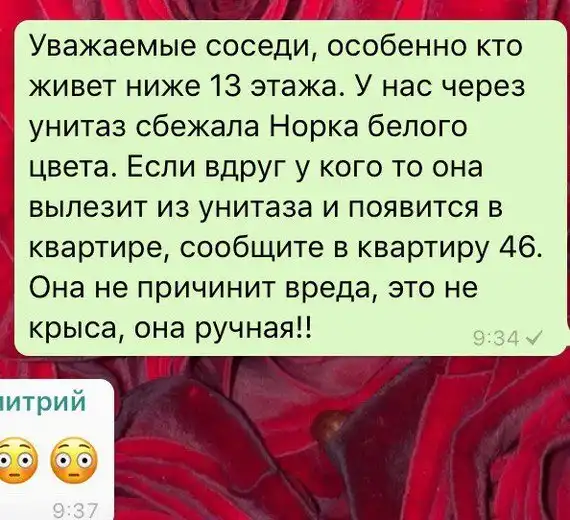 Если вас смыло в унитаз...