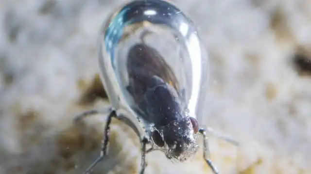 Мухи-аквалангисты с американского озера Моно