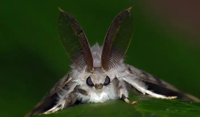 Самые масштабные нашествия насекомых в истории