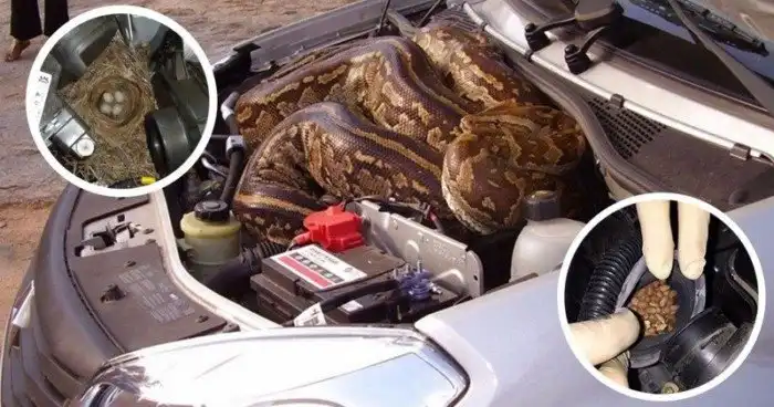 Настали холода, а значит пришло время сделать именно это... заглянуть под капот