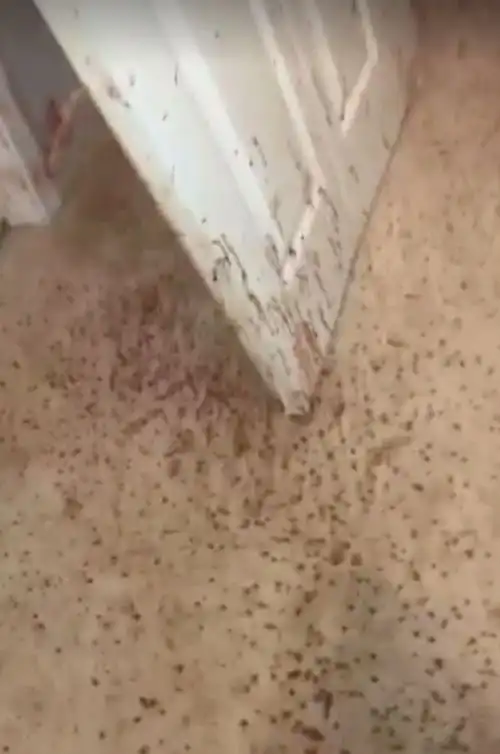 Пес дал достойный опор грабителям