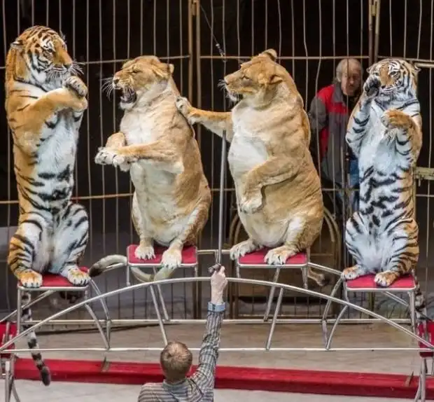 Упитанные львицы в цирке Владивостока
