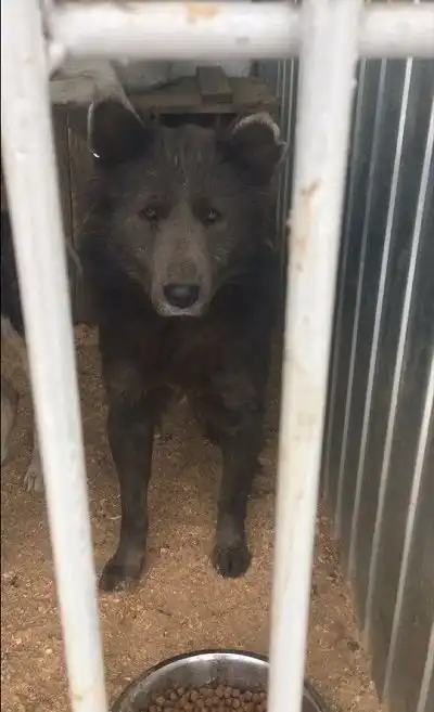 В Челябинске появилась «медвебака»