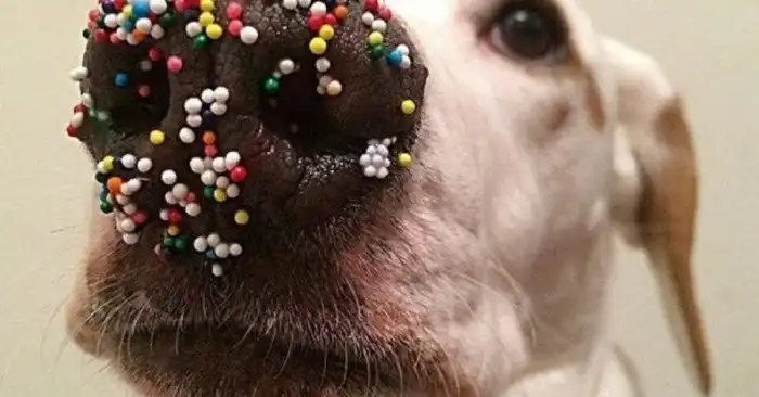 Собаки, которые точно этого не делали!