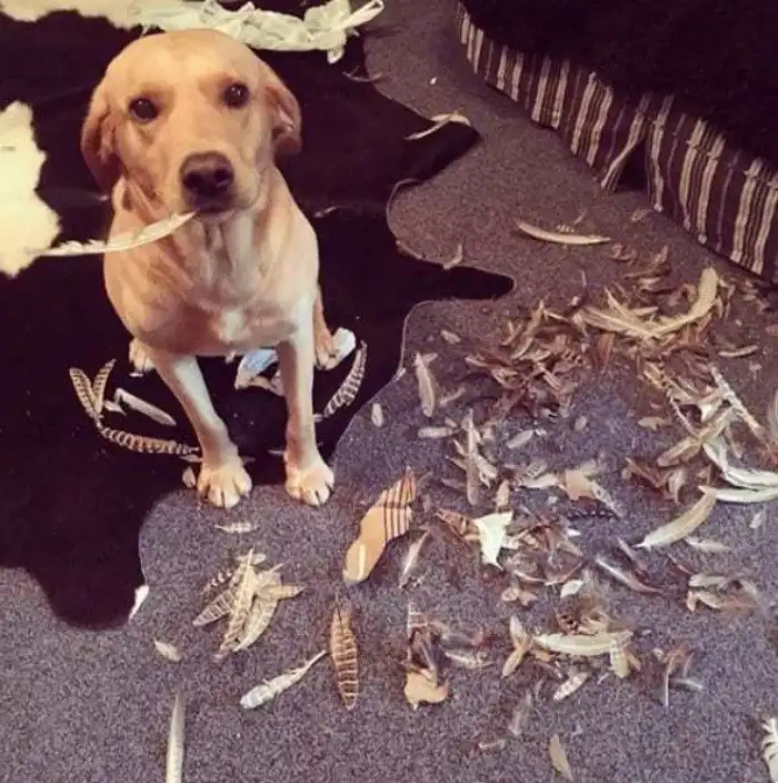 Собаки, которые точно этого не делали!