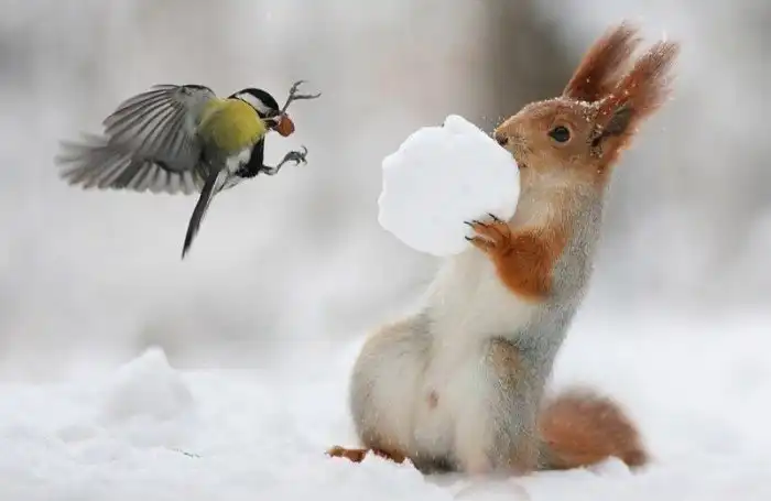 Как синица у белки орех украла