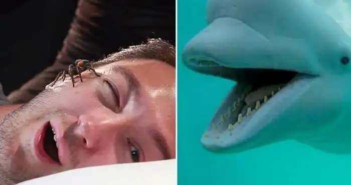 15 бредовых мифов о животных, которые пора развеять