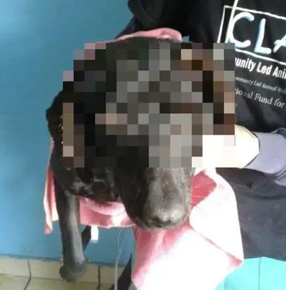 Чудесное преображение собаки