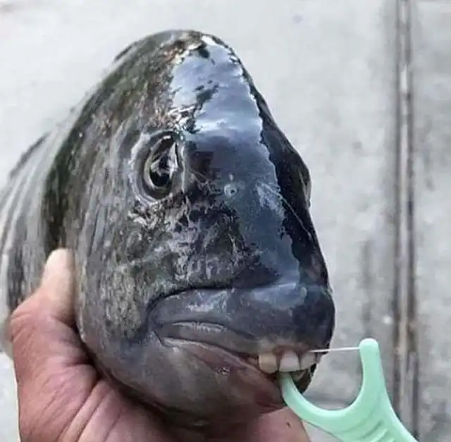 Мурманский моряк публикует фото странных обитателей моря