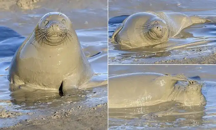 Тюленю так мало для счастья надо - лишь лужица грязи