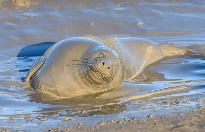 Тюленю так мало для счастья надо - лишь лужица грязи