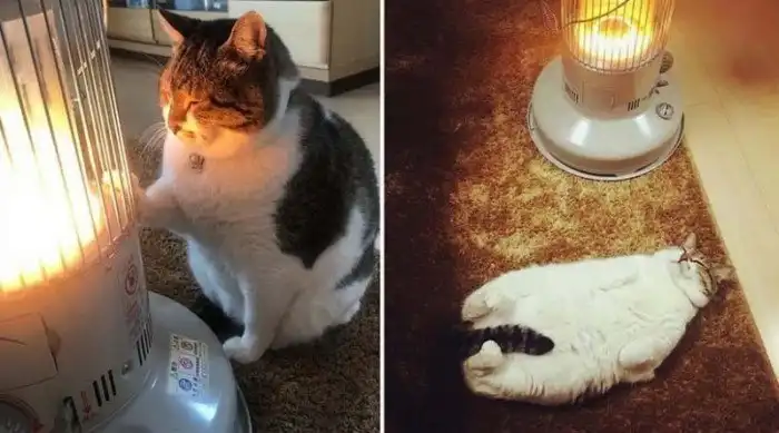 Веселые фотографии кота, влюбившегося в обогреватель