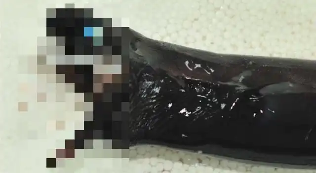 В Тихом океане выловили редких акул-гадюк