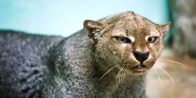 Ягуарунди - необычная кошка из Америки