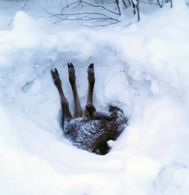 Добрый водитель грузовика спас лосенка