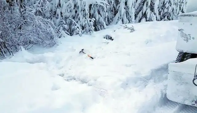 Добрый водитель грузовика спас лосенка