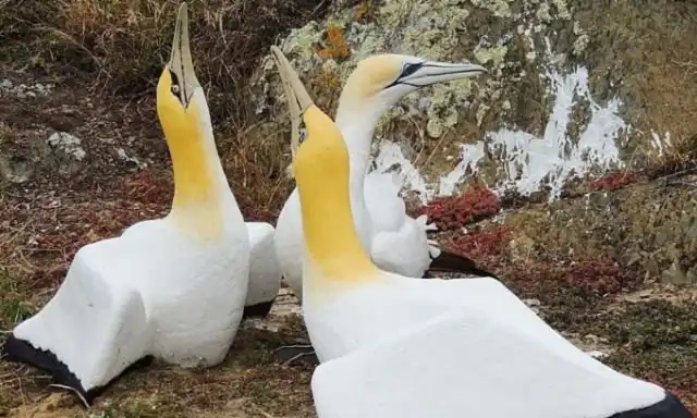 В Новой Зеландии умерла самая одинокая в мире птица - олуша Найджел