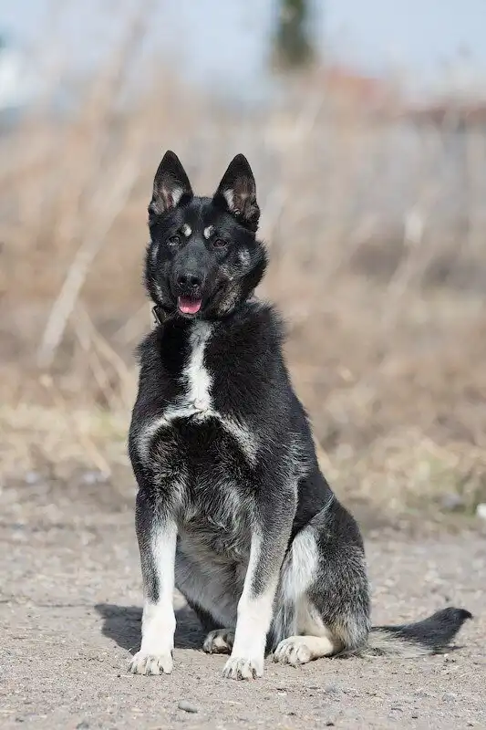 В поисках любящего хозяина