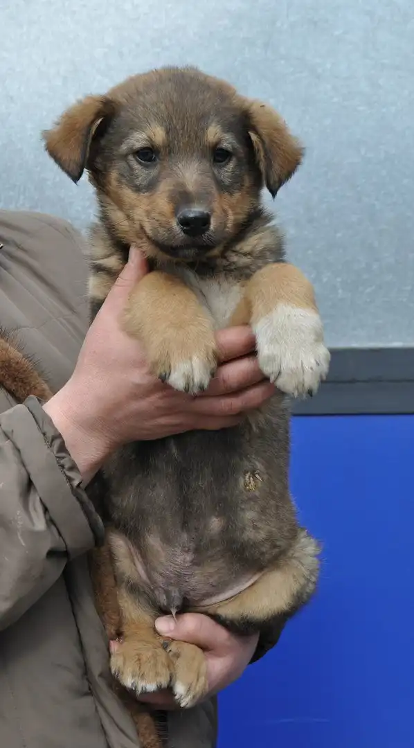 В поисках любящего хозяина