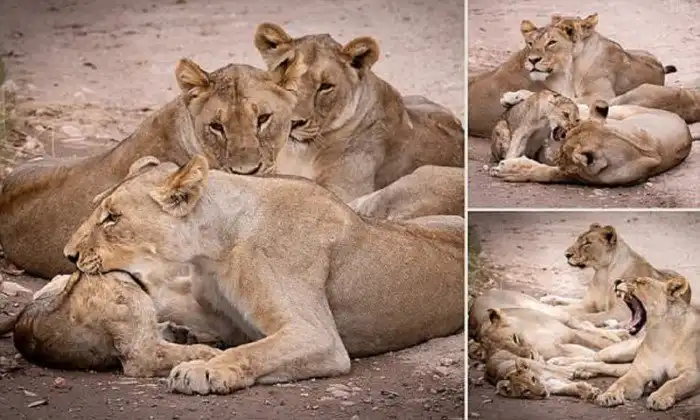 Мама, не съешь меня! Львица затеяла опасную игру со своим детенышем