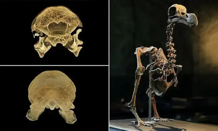 Оксфордские ученые прояснили причину гибели птицы додо
