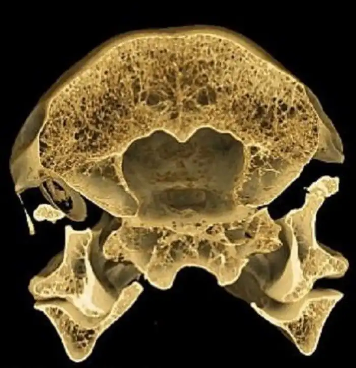 Оксфордские ученые прояснили причину гибели птицы додо