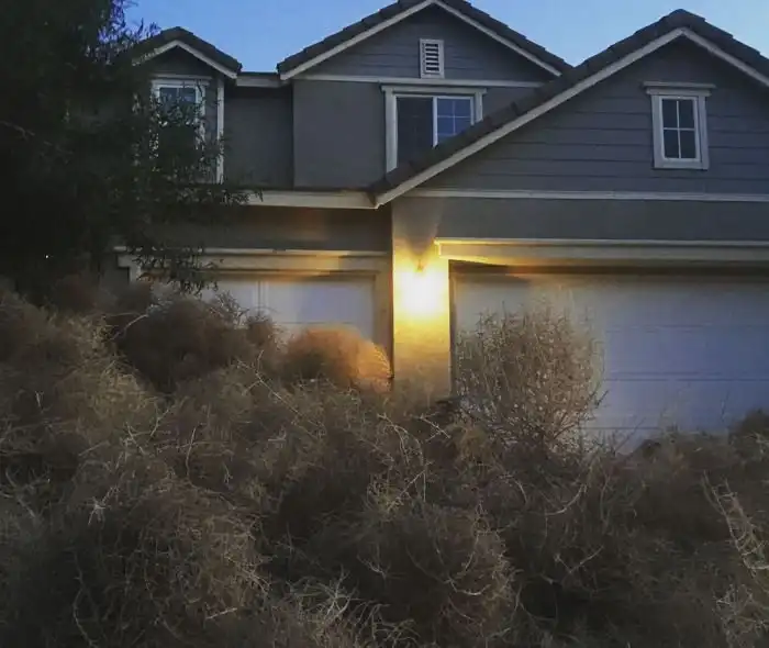 Настоящее нашествие перекати-поле в США