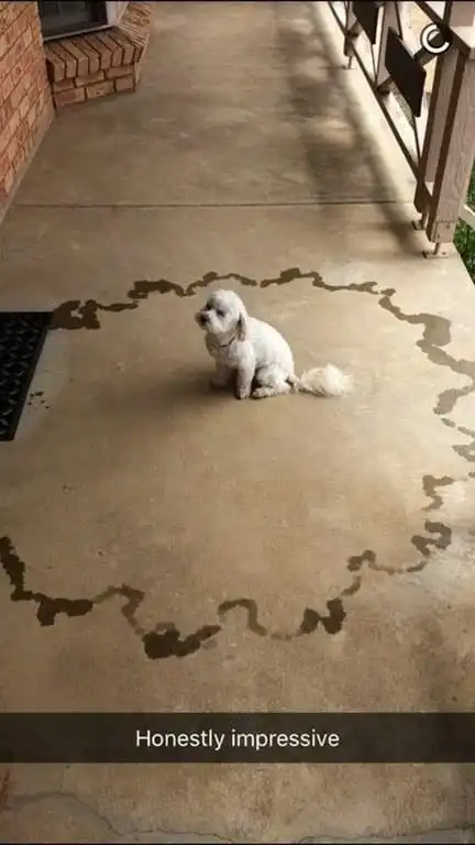 19 собак, которые доконали своих владельцев