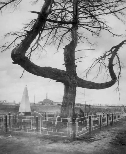 Печально известная сосна в зоне отчуждения ЧАЭС