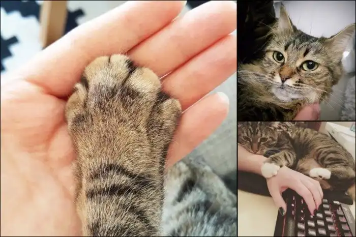 20 диких вещей, которые ты тайно делаешь со своим котиком