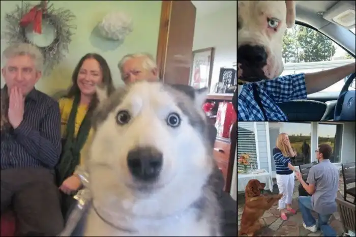 "Я твой фото хвостом шатал". 18 кадров, испорченных наглыми собаками