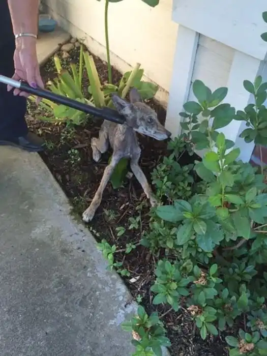 Преображение несчастного животного