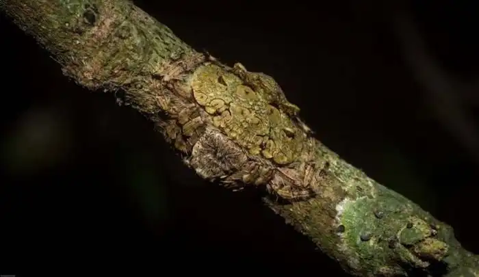 "Охватывающие пауки" - настоящие мастера маскировки