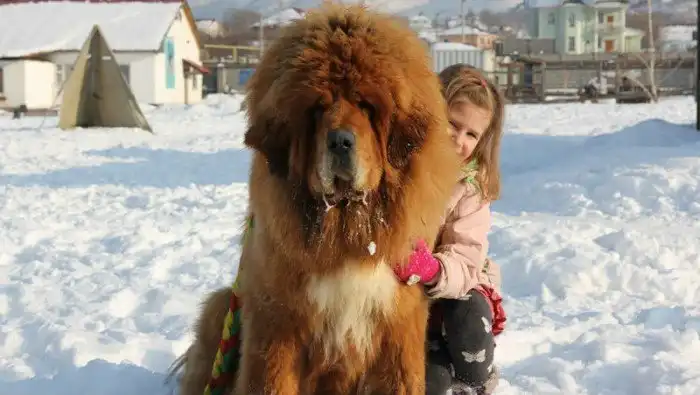 История появления Тибетского мастифа в Казахстане