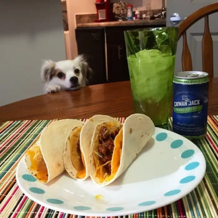 10 фото животных, на которых идеально отражены твои взаимоотношения с едой