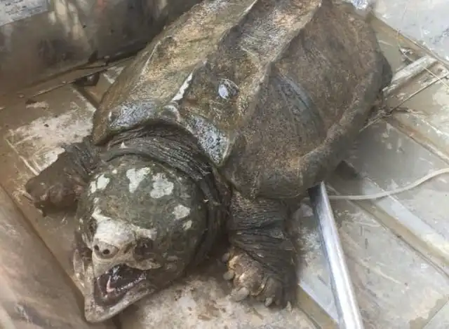 Американские рыбаки выловили настоящего монстра