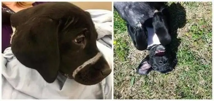 Животные, которых забрали из приюта новые хозяева