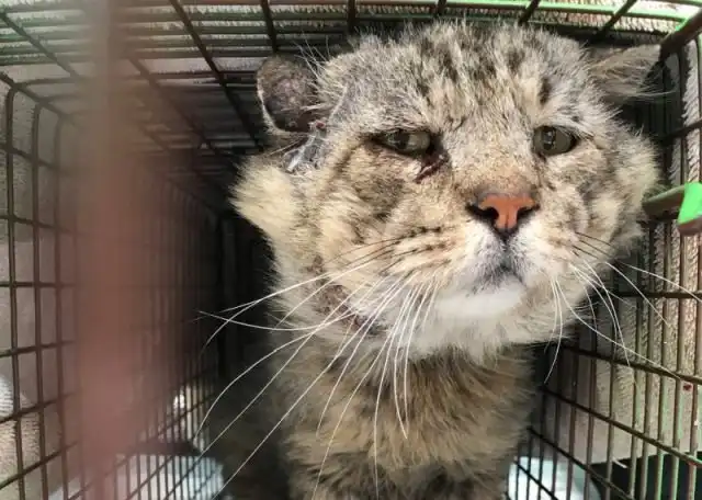 10-летний уличный кот нашел себе новый дом