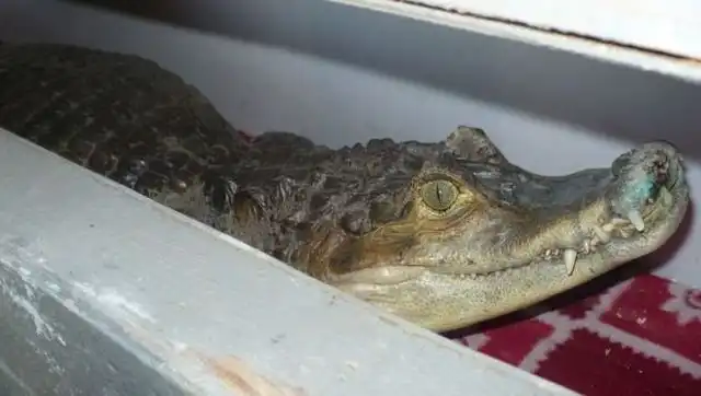 Гражданка России пыталась нелегально ввезти в Алтайский край экзотических животных