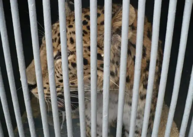 Гражданка России пыталась нелегально ввезти в Алтайский край экзотических животных