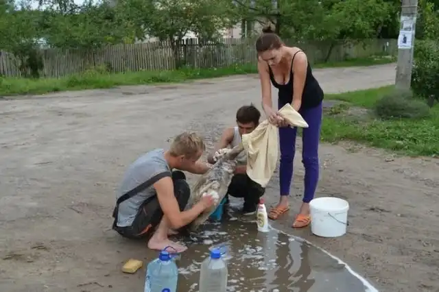 Жители в Бресте спасли семью лебедей от нефтепродуктов, слитых в озеро