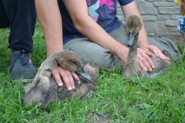 Жители в Бресте спасли семью лебедей от нефтепродуктов, слитых в озеро