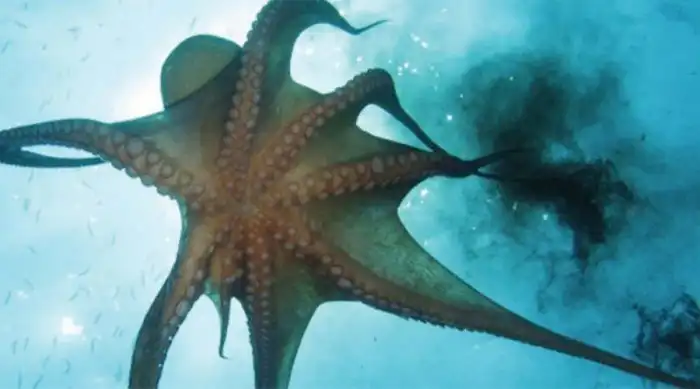 Ужасные случаи нападения осьминогов на человека